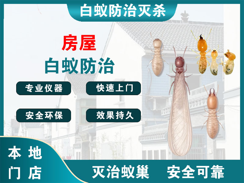青浦房屋白蚁防治